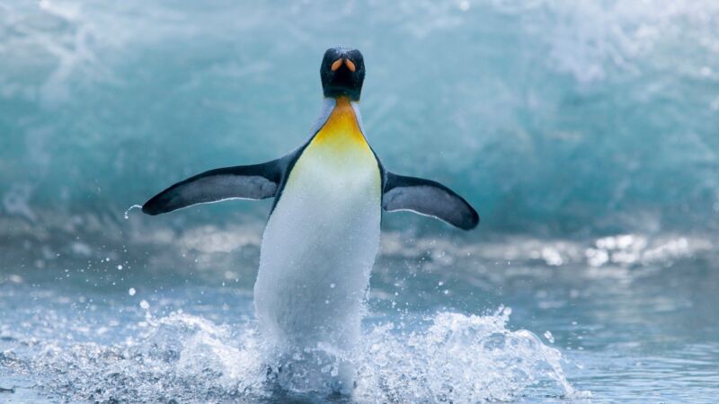 Pingüino emperador en la Antártida