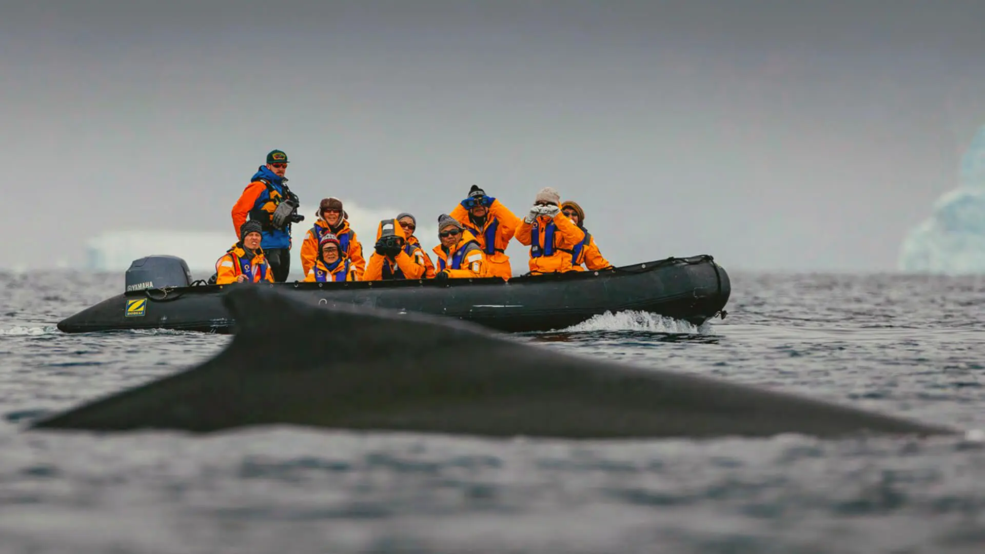 Approcher les baleines en Antarctique