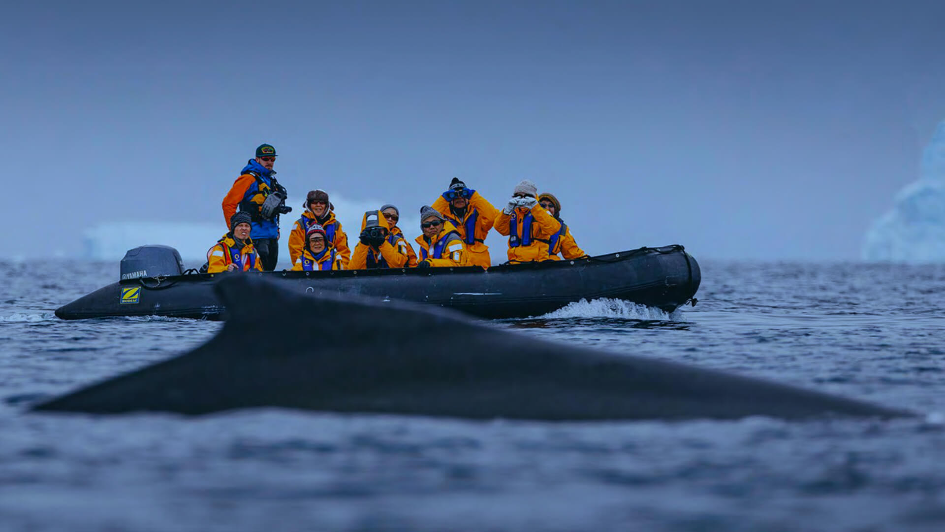 Acercarse a las ballenas en la Antártida