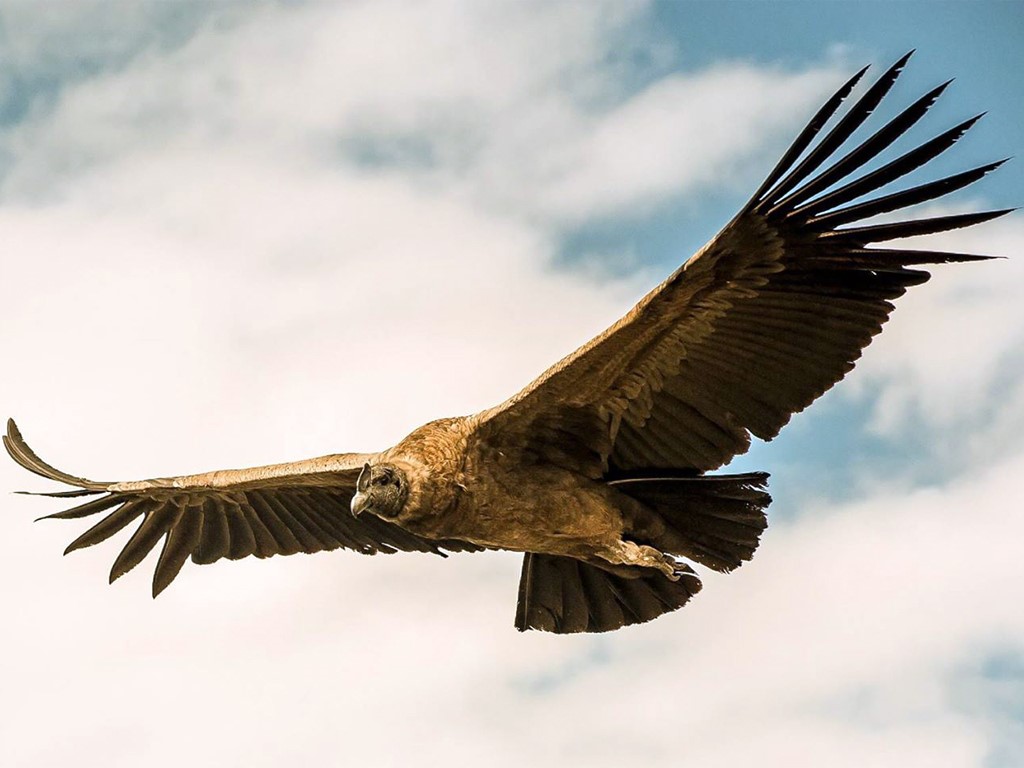 Condor des Andes à La Buitrera