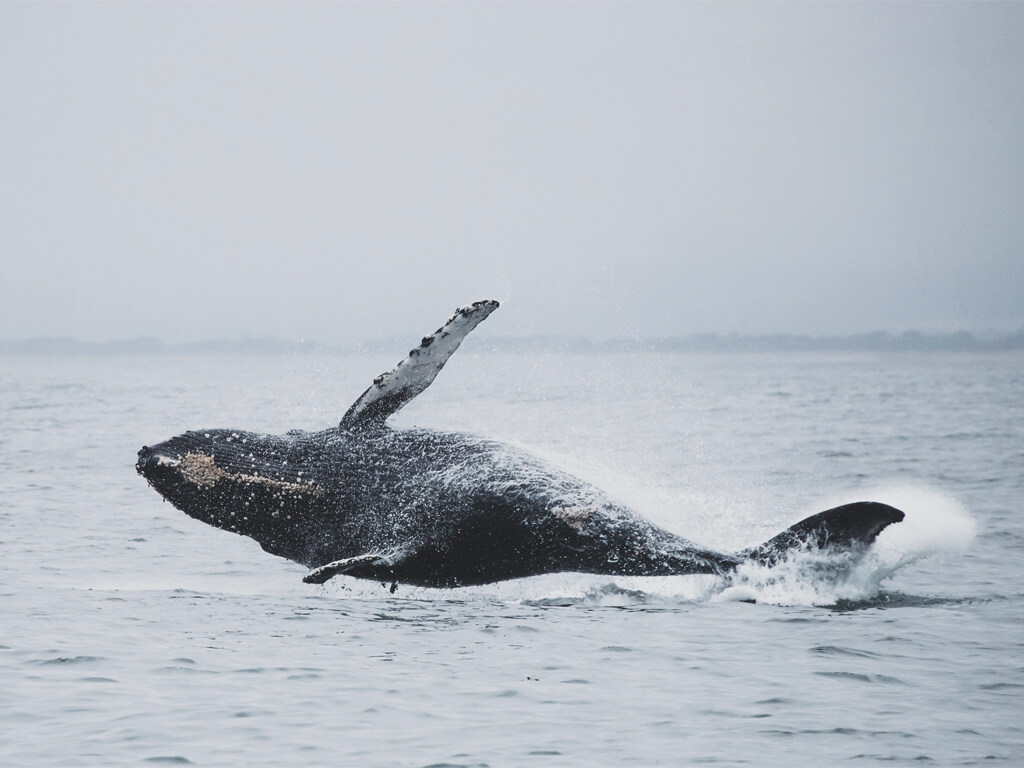 Baleine à bosse en Patagonie