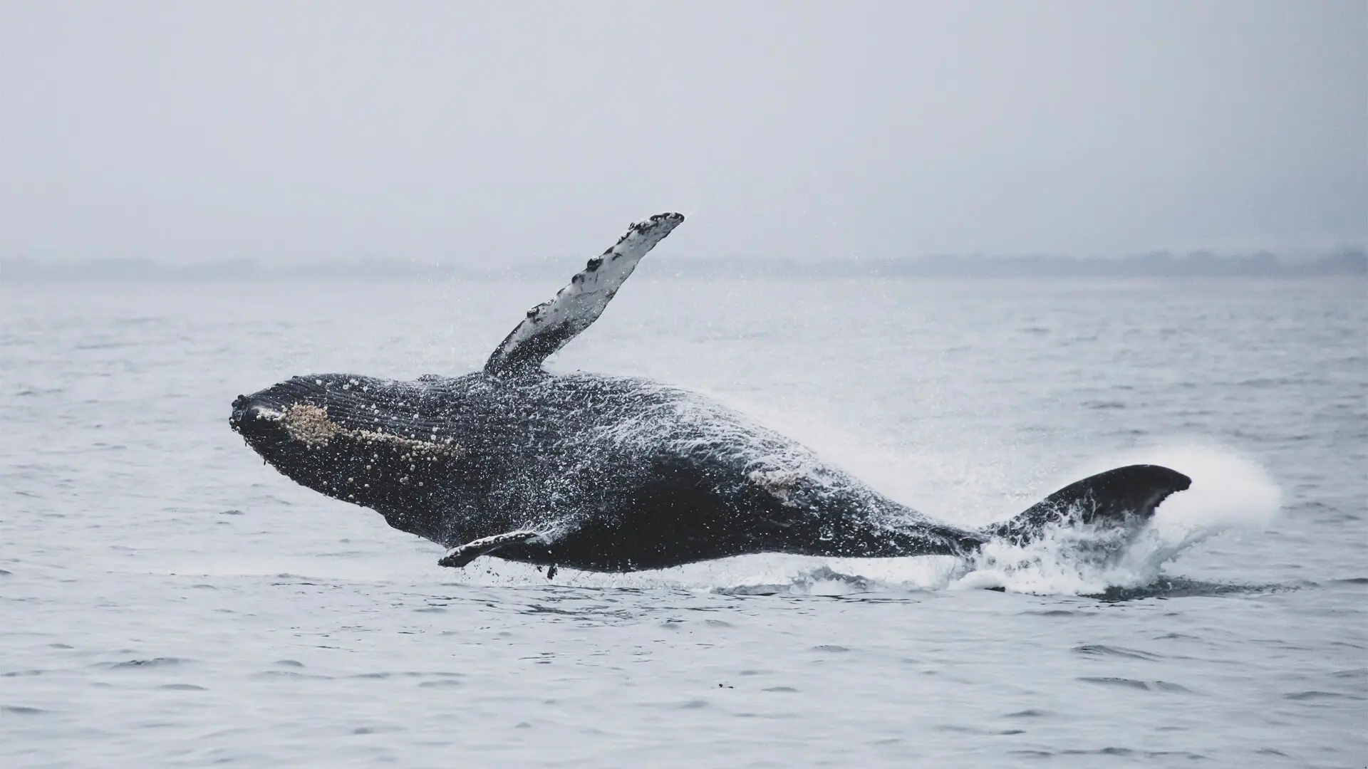Baleine à bosse en Patagonie