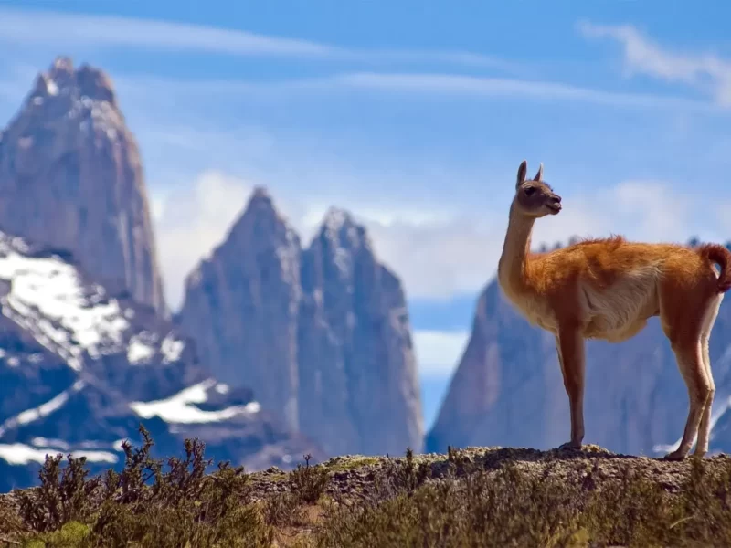 The llama, alpaca, guanaco and vicuna belong to the camelid family