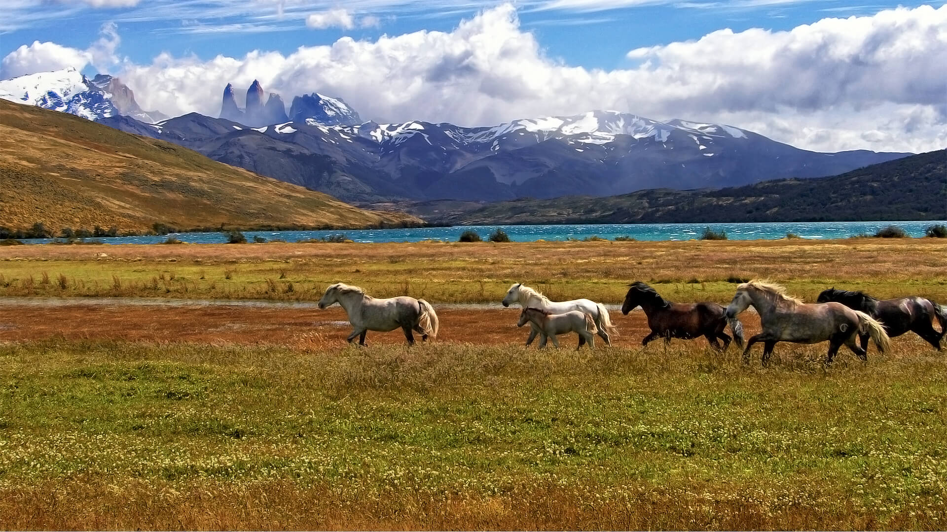 Chevaux sauvages en Patagonie et Torres del Paine en toile de fond