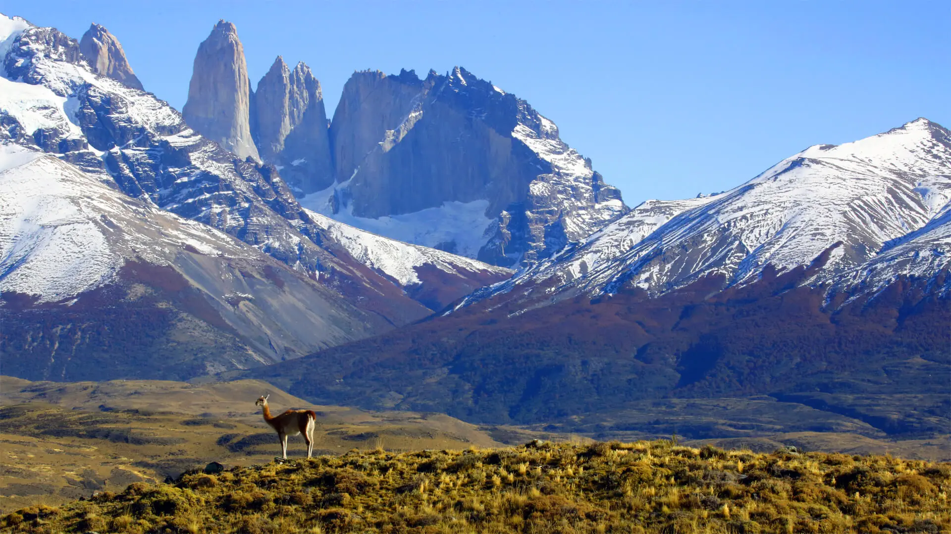 Un guanaco sur le territoire du puma, à Torres del Paine
