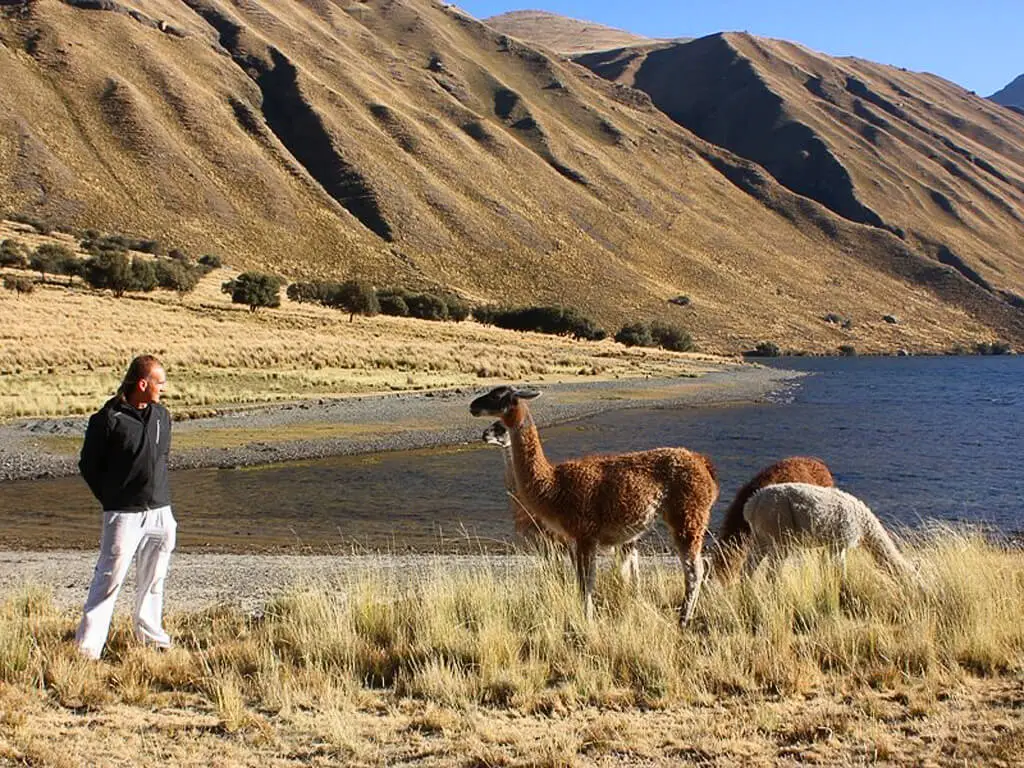Boris avec des guanacos