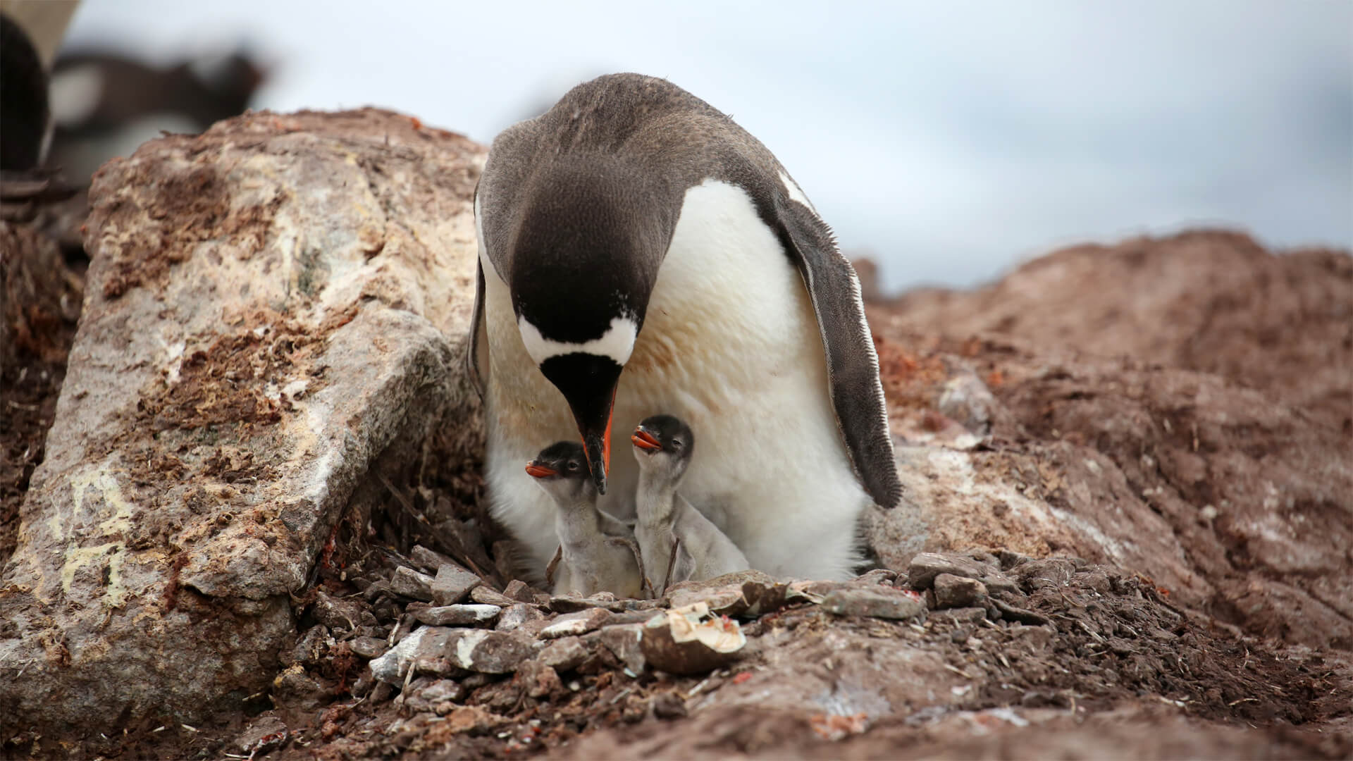 Manchot Antarctique et ses bébés