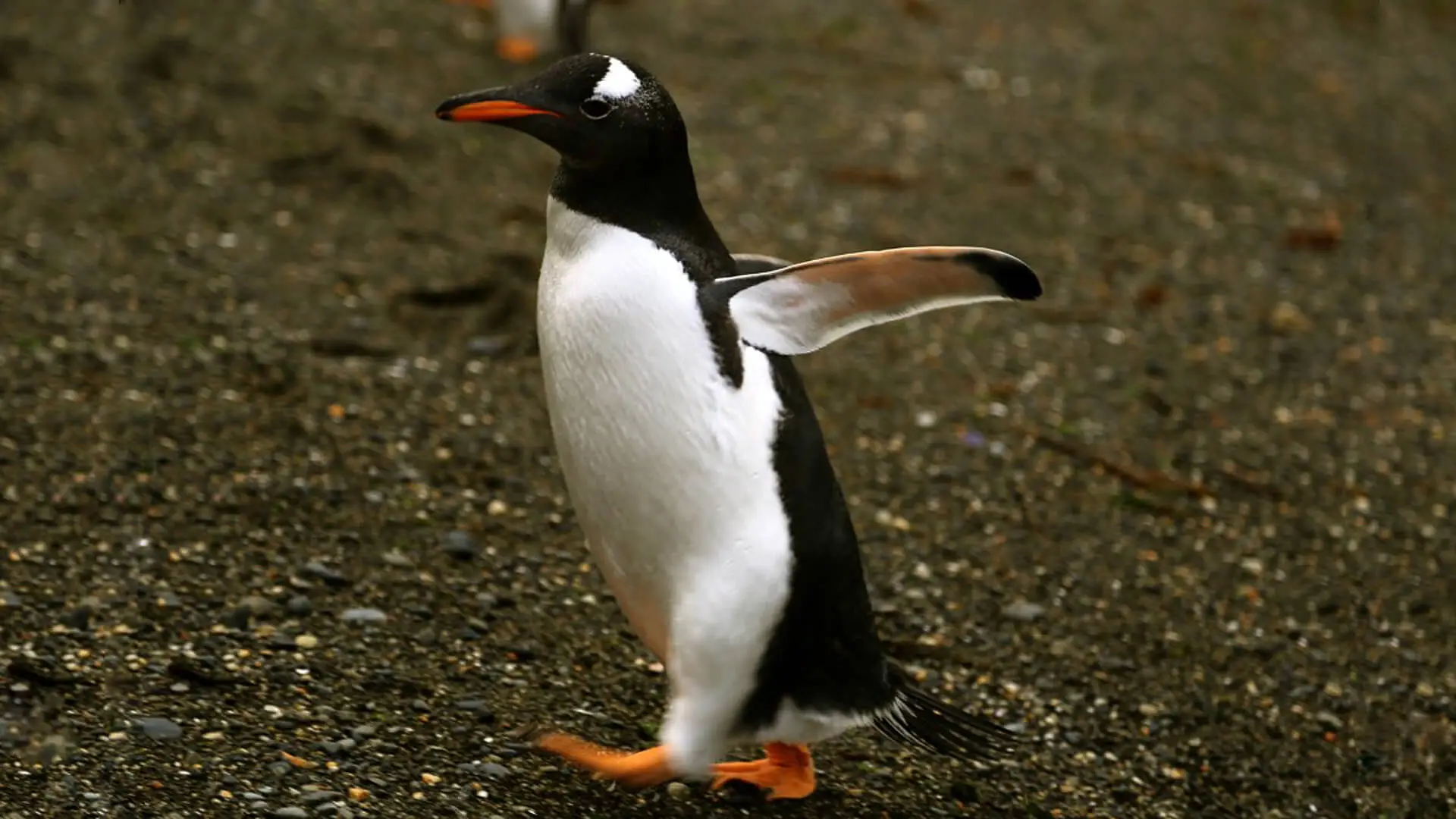 Pingüinos en Ushuaia