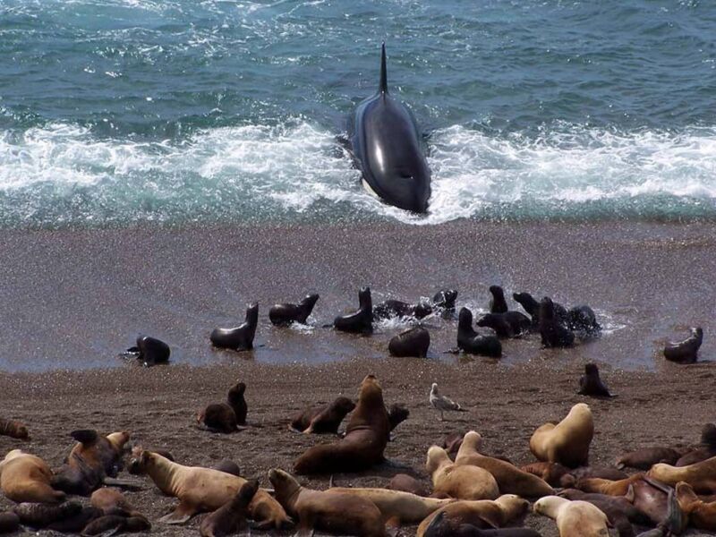 Orques attaquent en Patagonie