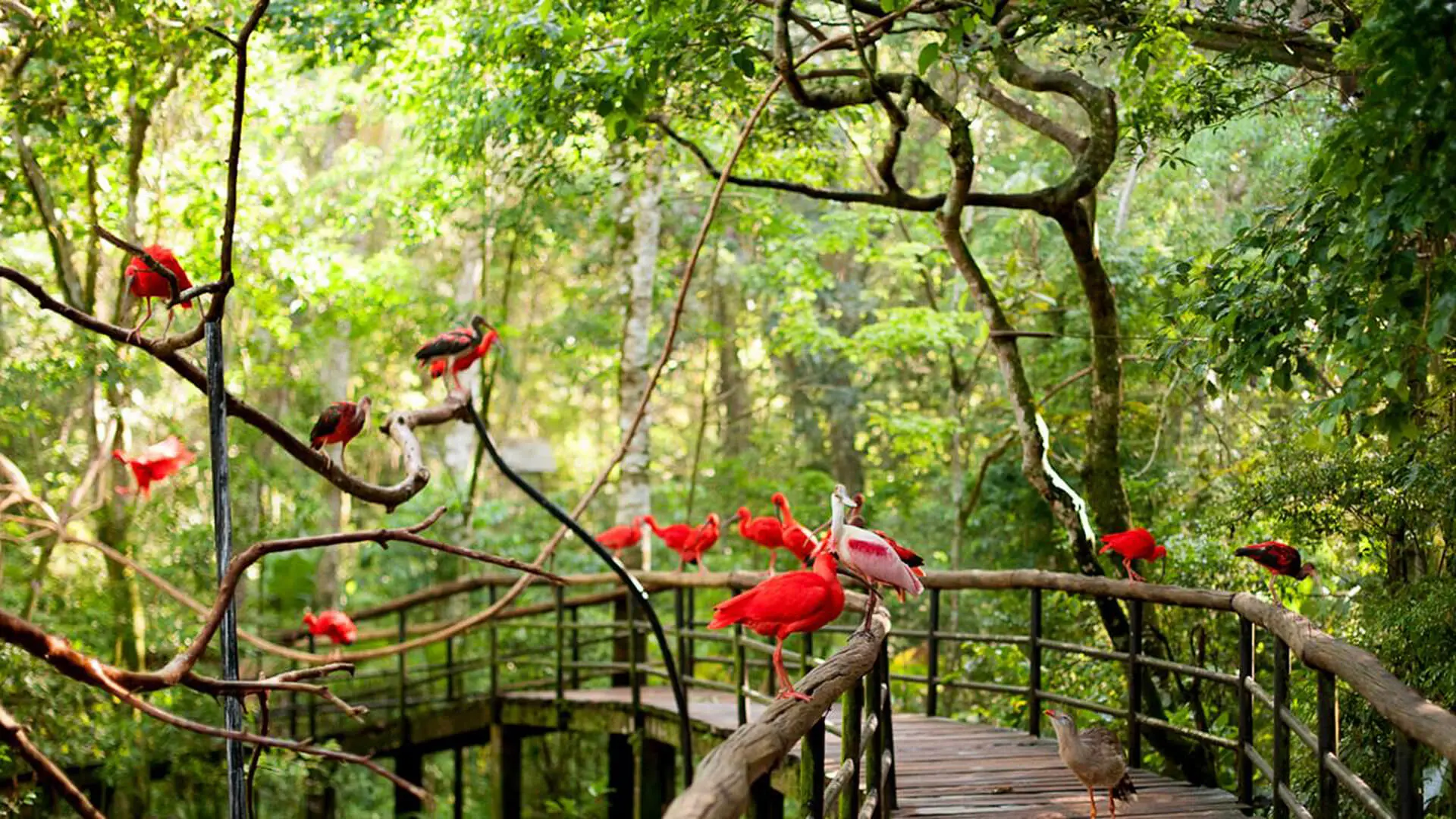Parque das Aves à Iguaçu au Brésil
