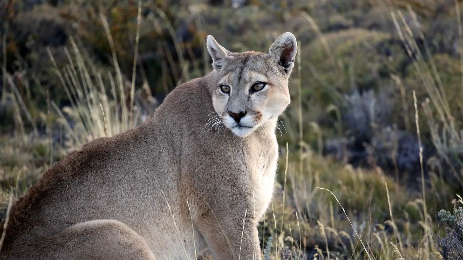Puma de Patagonie