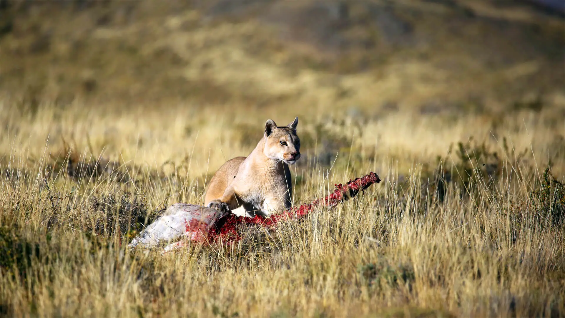 Puma mangeant les restes d'un guanaco