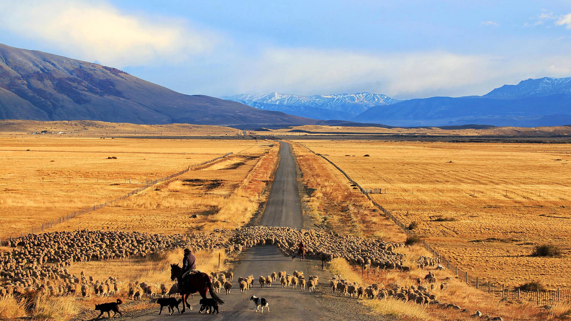 Troupeaux de moutons en Patagonie