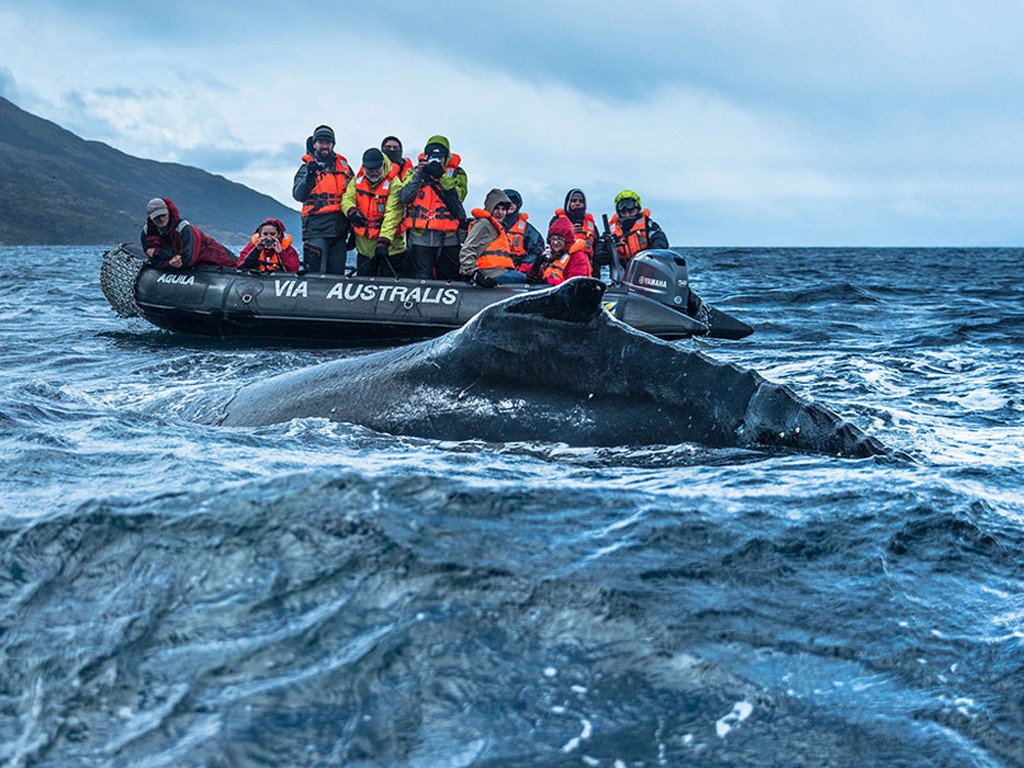 Avistamiento de ballenas entre Ushuaia y Punta Arenas