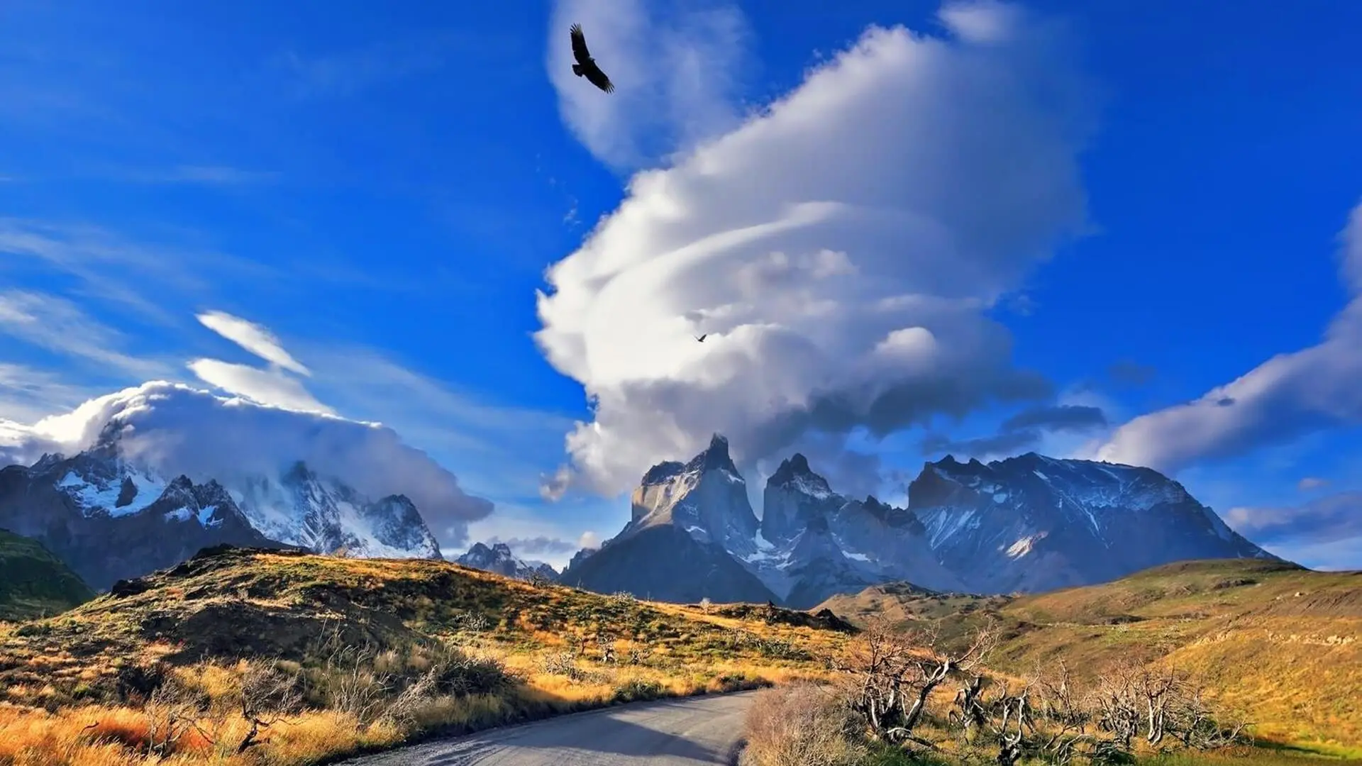 Patagonia and its condors above Torres del Paine