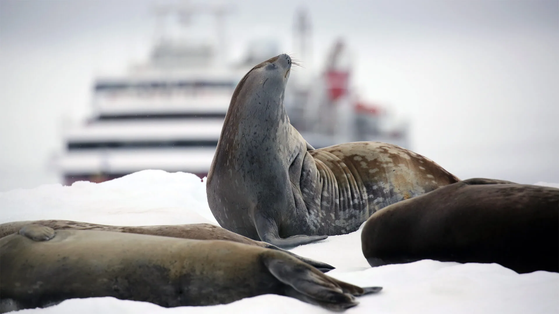 Phoque de Weddell de l'Antarctique