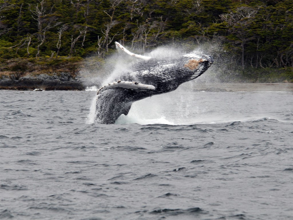 Photo de baleine par Juan Capella