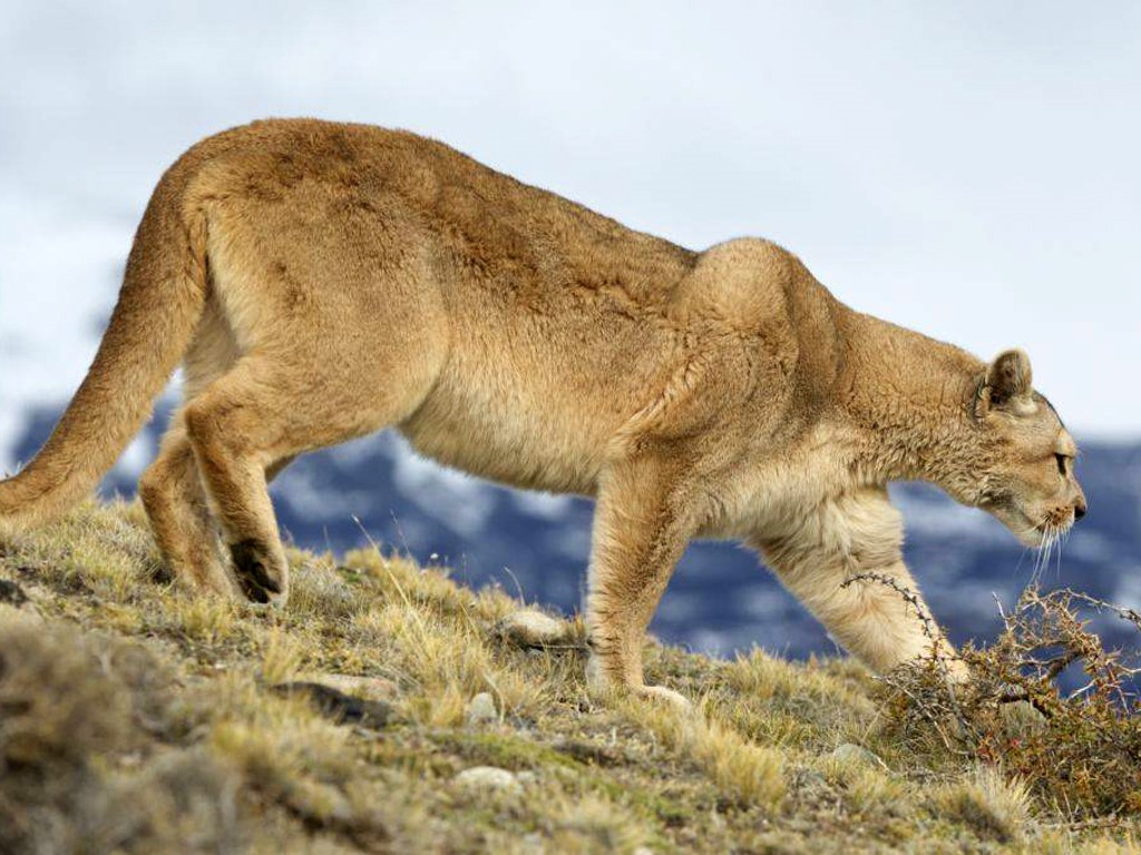 Puma de Patagonie en photo safari