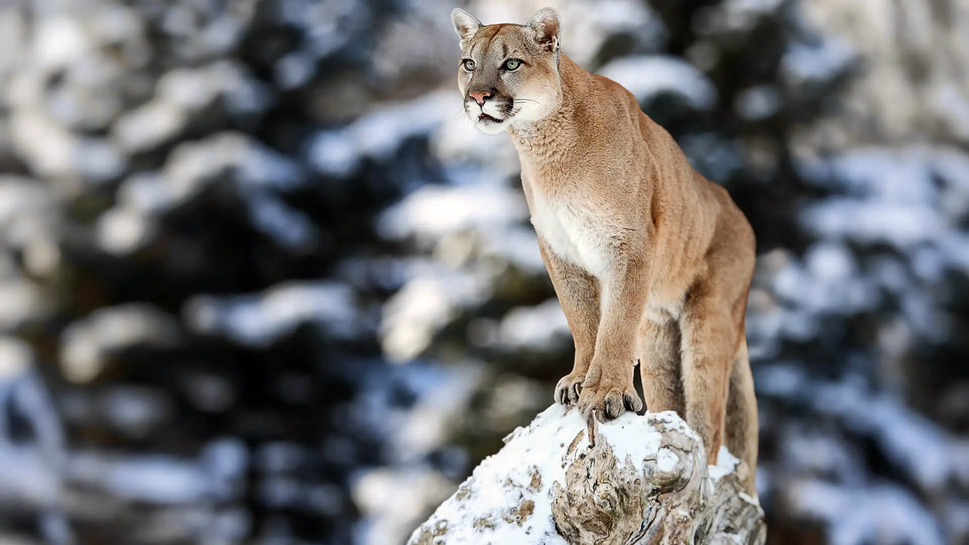 Puma des Andes de Patagonie