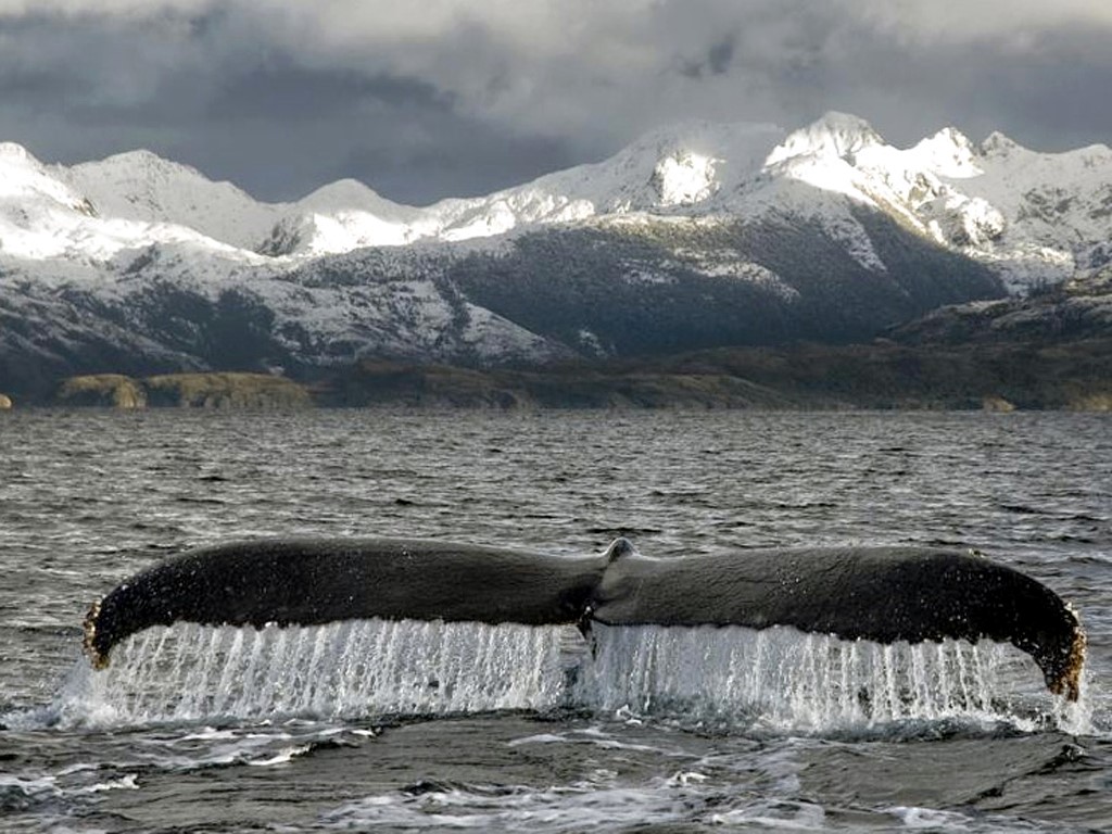 Cola de ballena jorobada en el sur de Chile