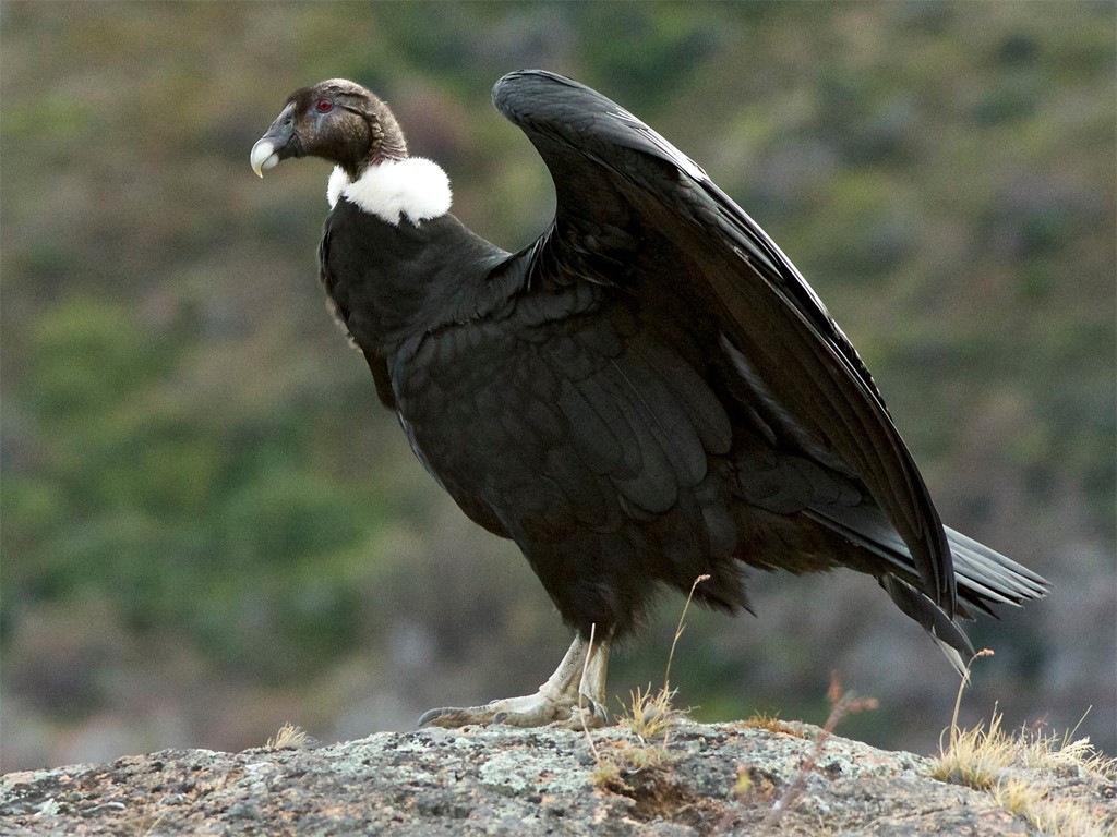 Le Tronador à Bariloche pour observer des condors